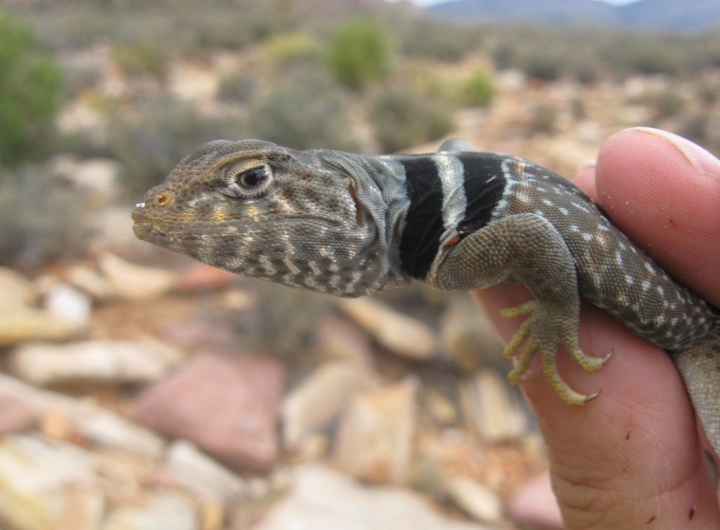 Collared Lizard